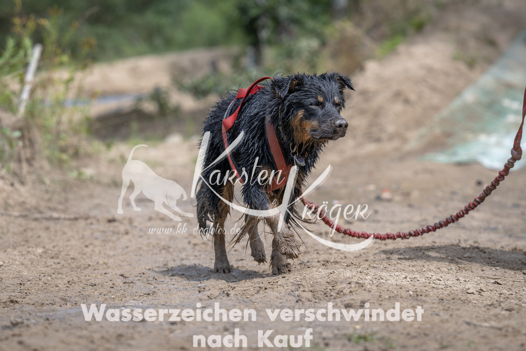1254_ZZ94743 | kk-dogfotos