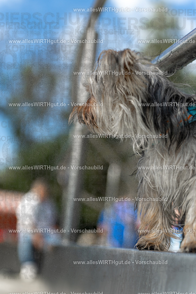 Hundeschwimmen_Volksbad_2026-allesWIRTHgut_Tierfotografie-2609061440-7R501183 | Professionelle Tierfotografie in Mönchengladbach von Daniel Wirth (allesWIRTHgut). Liebevolle & natürliche Bilder von Hunden & Katzen für unvergessliche Erinnerungen.