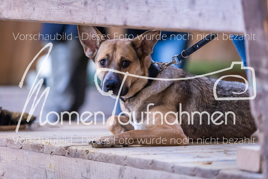 Sth-Gewöhnung-020 | MomenTaufnahmen Pferdesportfotos