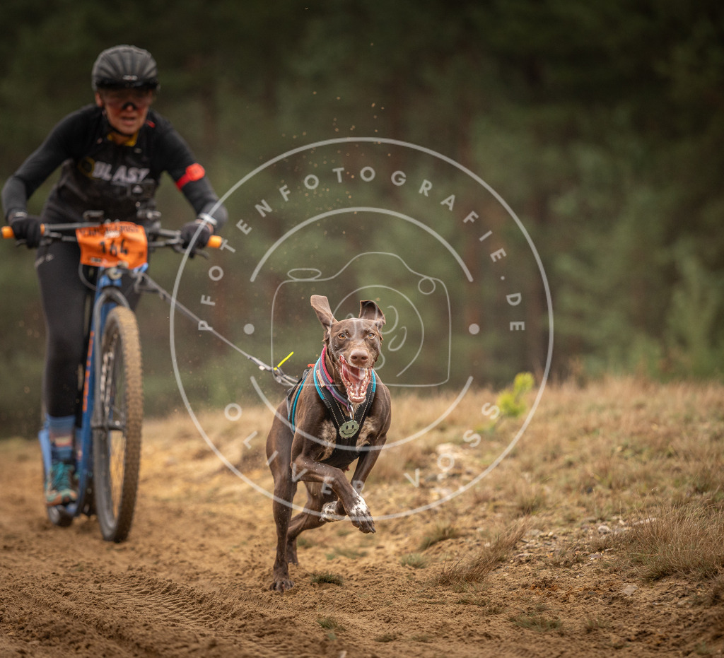 Pfotenfotografie_DV3A4370 | Hundefotografie, Tierfotograf, Pfotenfotografie, Fotoshooting Hund, Hunde Portrait, Hundesport, Hundeportraits, Heideshooting, Hunde, Sportfotograf, Hundefotograf, Turnierhundsport, THS,  - Realisiert mit Pictrs.com