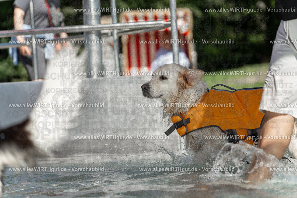 Hundeschwimmen_Volksbad_2026-allesWIRTHgut_Tierfotografie-2609061340-7R500872 | Professionelle Tierfotografie in Mönchengladbach von Daniel Wirth (allesWIRTHgut). Liebevolle & natürliche Bilder von Hunden & Katzen für unvergessliche Erinnerungen.