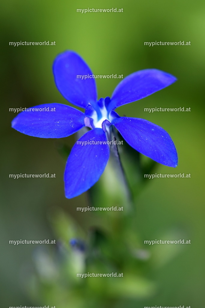 Schlauch-Enzian-003 | Das Bilderarchiv über Tiere, Planzen und Landschaften. In der Bilddatenbank finden Sie ein große Auswahl an hochwertigen Bilder für Ihre Werbung - Realisiert mit Pictrs.com