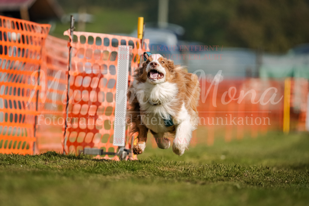 20250928_Hunderennen-194 | MuT (Mensch und Tier) mit Mona - Fotografie und Tierkommunikation - Realisiert mit Pictrs.com