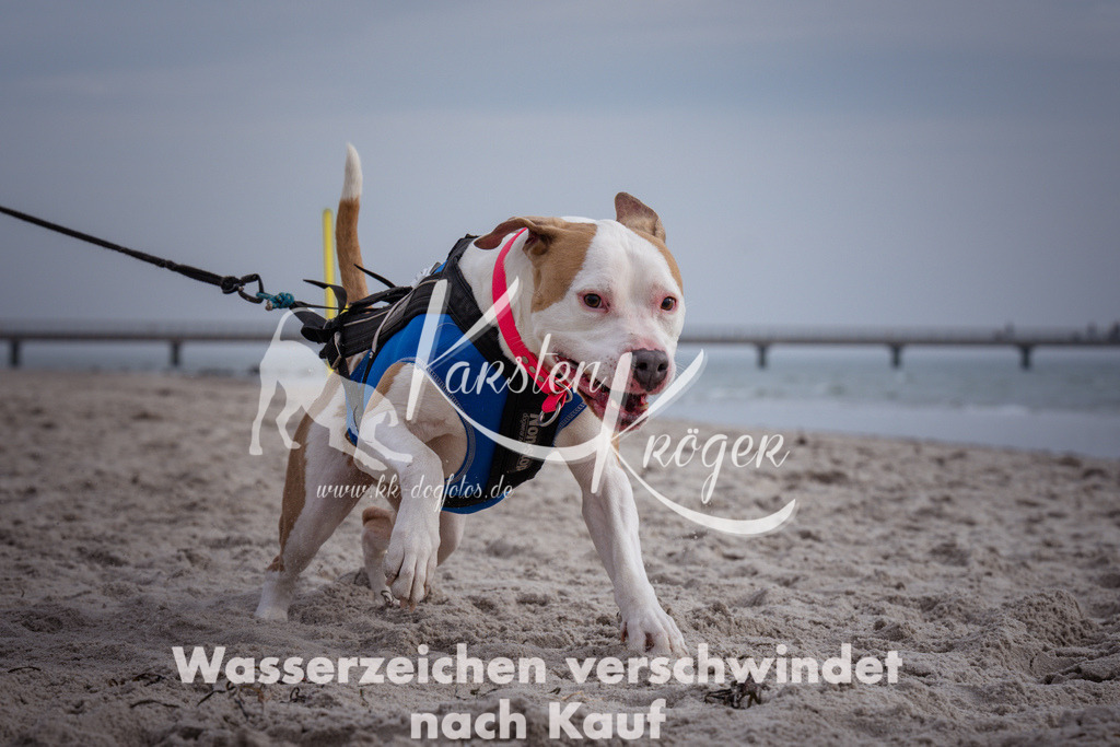 1152_ZZ91198 | kk-dogfotos