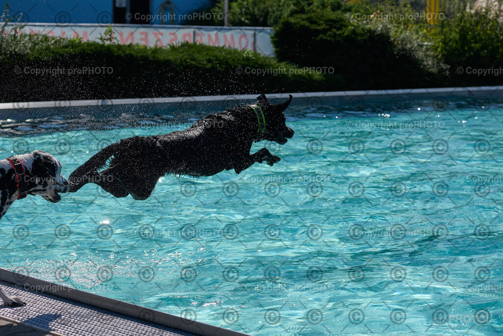 165_202509_4Hundebadetag_NZ9_2677 | proPHOTO - Realisiert mit Pictrs.com