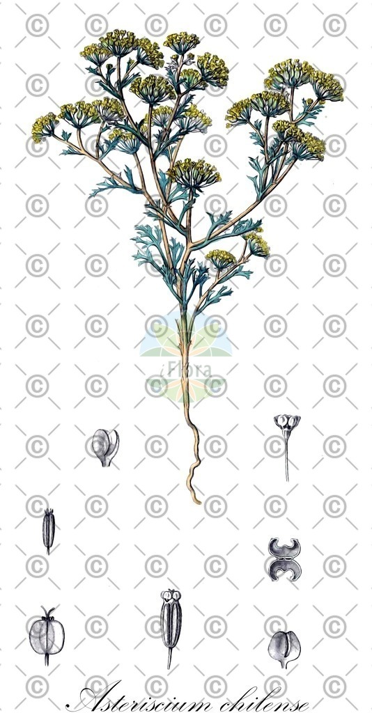 HistAbb_EMP_118702_1_FloraD_Simple | Historische Abbildung von Asteriscium chilense - Apiaceae | Historical Illustration of Asteriscium chilense - Apiaceae