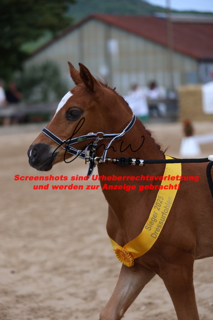 Fohlenschau_Schwäbisch_Hall_dressurbetonte_Fohlen_SIEGERFOHLEN_KN 4_13 | lmwpictures - Realisiert mit Pictrs.com