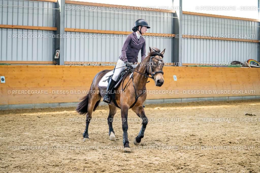 DSC01168 | Pferdegrafie