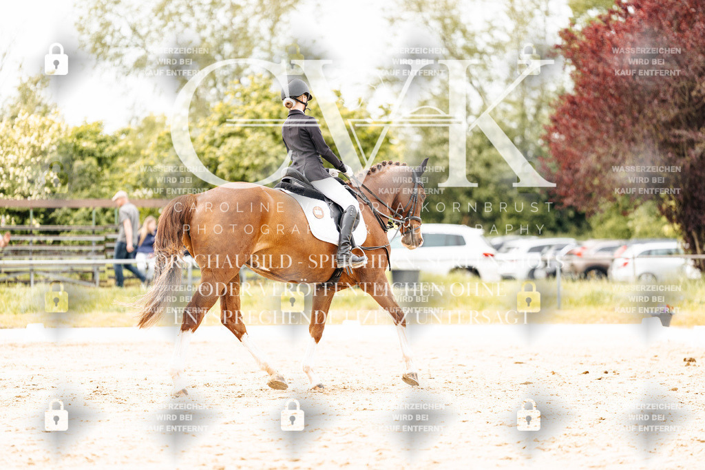 CK902957 | Turnierfotografie Pferdefotografie Trier Rheinland-Pfalz Pferdesport Reitsport Tierfotografie Sportfotografie Pferdevideo Pferdevideografie Equestrianvideography equestrianphotography  - Realisiert mit Pictrs.com