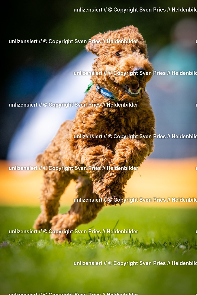 Sven Pries | 2025-08-10 - Hunderennen Durlach - Realisiert mit Pictrs.com
