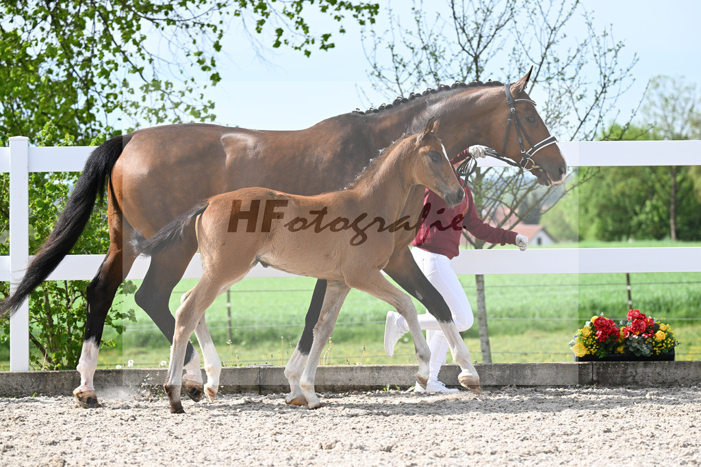 Kat-Nr. 811 HF v. Grey Tonic x Sir Donnerhall I_Rieder_23260210 | hf-fotografie - Realisiert mit Pictrs.com