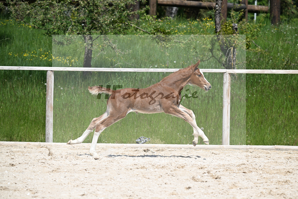 Esmeraldo x Comte_HF_Knott_10250493 | hf-fotografie - Realizzato con Pictrs.com