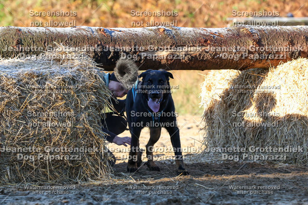 Dog Paparazzi - Strongdog 10-25-726 | Dog Paparazzi Jeanette Grottendiek Fotografie & Videografie - Realisiert mit Pictrs.com