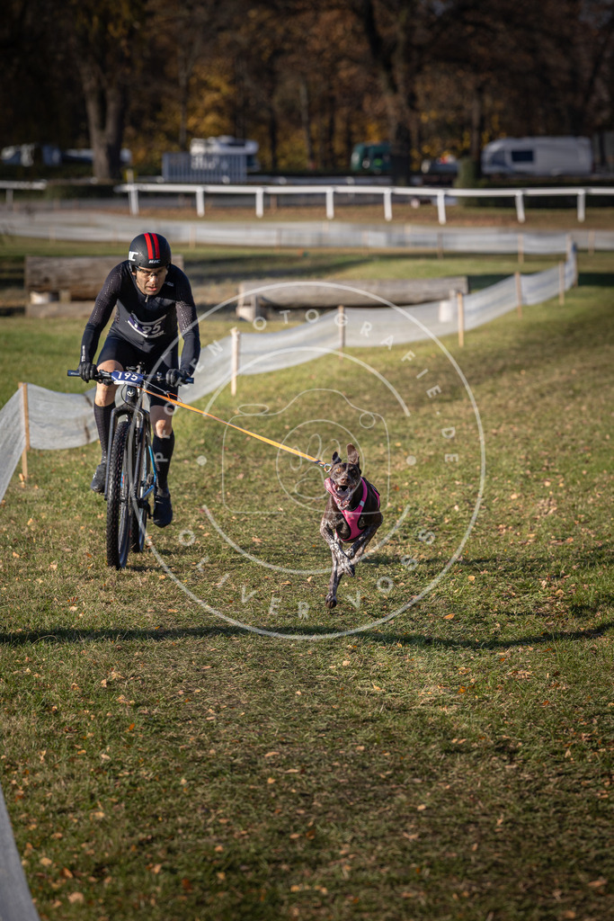CaniXpix_DV3A2302 | Hundefotografie, Tierfotograf, Pfotenfotografie, Fotoshooting Hund, Hunde Portrait, Hundesport, Hundeportraits, Heideshooting, Hunde, Sportfotograf, Hundefotograf, Turnierhundsport, THS,  - Realisiert mit Pictrs.com