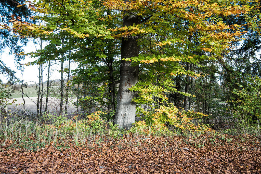 _J3A8949 | medienkrizzler - Realisiert mit Pictrs.com