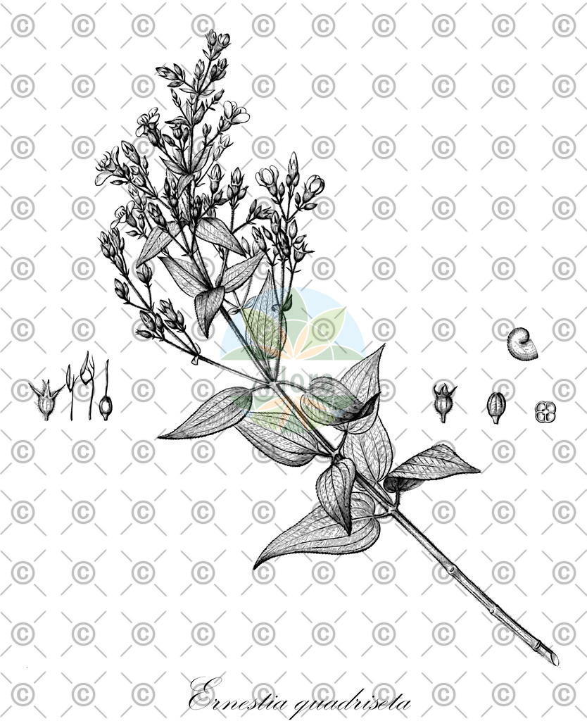 HistAbb_EMP_71823_1_SIMPLE | Historische Abbildung von Ernestia quadriseta - Melastomataceae | Historical Illustration of Ernestia quadriseta - Melastomataceae