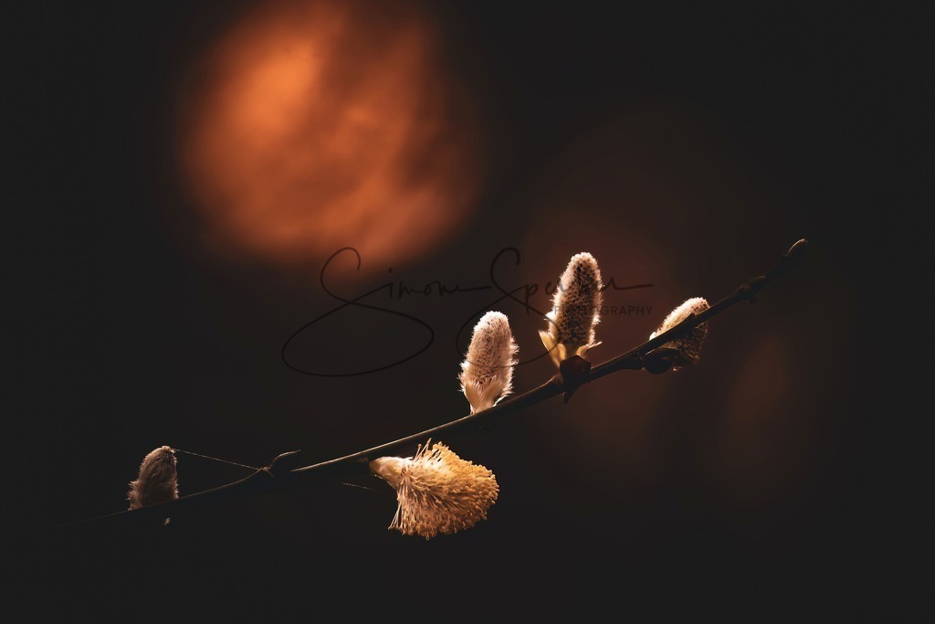 Weidekätzchen | Simone Sperber, svb-photography,Fotografin,Bilddesignerin,Naturfotografie,Macrofotografie,Tierfotografie,Wildtierfotografie,Ausstellungen,Auftragsfotografie,Kunst,Art,Photographer,Shootings,Bildberatbeitung,Galerie,Shop