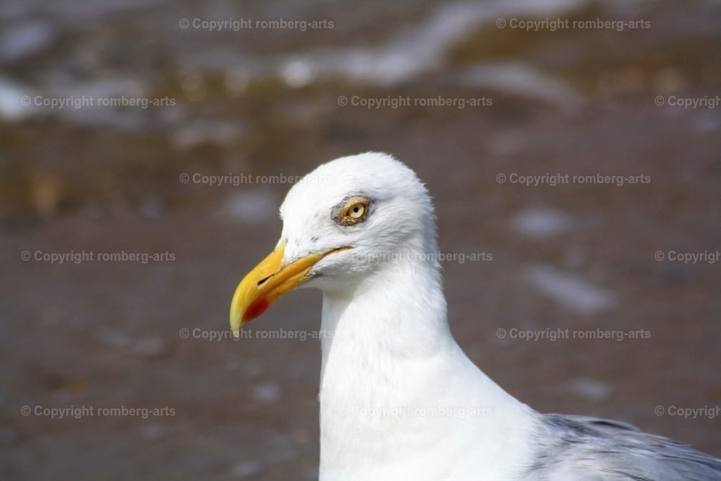 Möwe1 | Möwe, Schnabel, Möwe am Strand