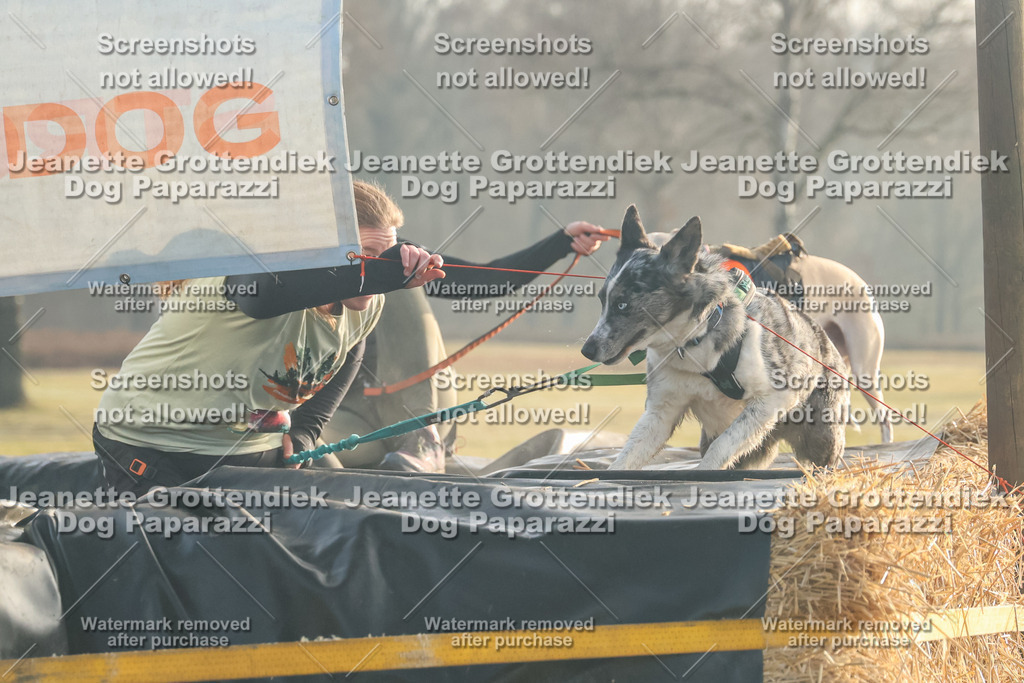 Dog Paparazzi - SD North Sa 830-900-101 | Dog Paparazzi Jeanette Grottendiek Fotografie & Videografie - Realisiert mit Pictrs.com