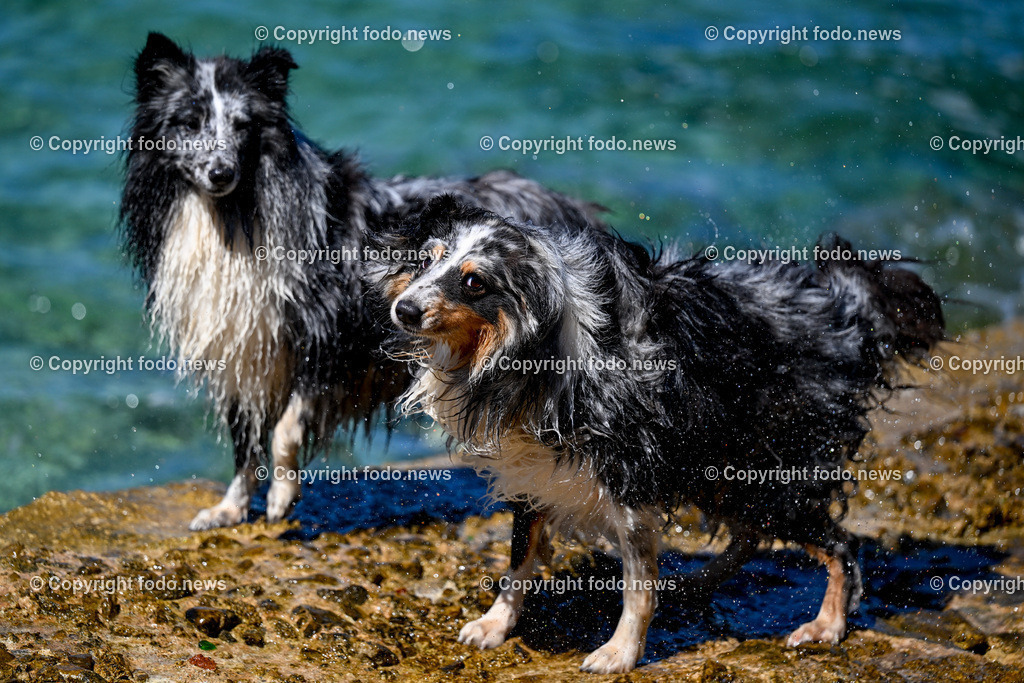 Kroatien_ Brac_ Insel in Dalmatien_ Milna_ 18.07.2025-42 | 18.07.2025, Kroatien, HRV, Brac, Insel in Dalmatien, Milna im Bild Themenbild, Hund, Hunde, Strand, Felsen, Urlaub, Urlaub mit Hund am Meer, Meer, Adria, Tourismus, Salzwasser, Feature, Symbolbild