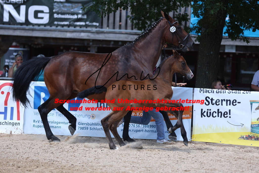 Fohlenschau_Schwäbisch_Hall_springbetonte_Fohlen_KN 32_12 | lmwpictures - Realisiert mit Pictrs.com