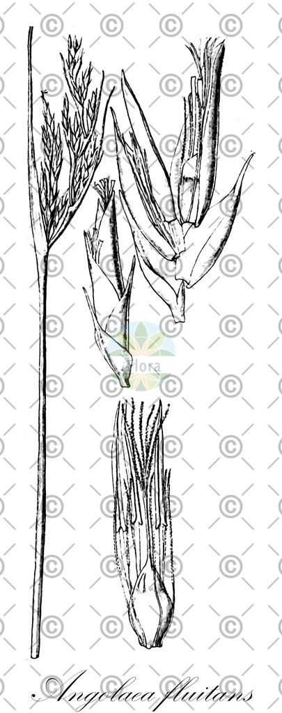 HistAbb_wfo-0000536542_69_ENZY_Simple | Historische Abbildung von Angolaea fluitans - Podostemaceae | Historical Illustration of Angolaea fluitans - Podostemaceae