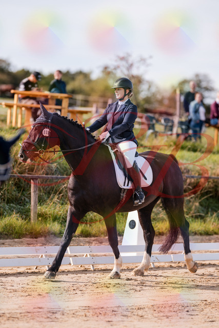 2026_10_03_Siefer-Hof_113247_Z81_78960038 | Professionelle Reitsport-, Turnier- und Eventfotografie von Robert Broda. Galerien mit ausgewählten und bearbeiteten Bildern direkt online ansehen und bestellen.