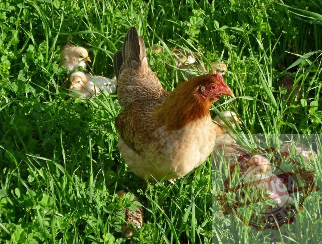 Mother hen protecting her baby chicks in green grass | Mother hen and fluffy chicks foraging freely in vibrant green pasture - Realisiert mit Pictrs.com