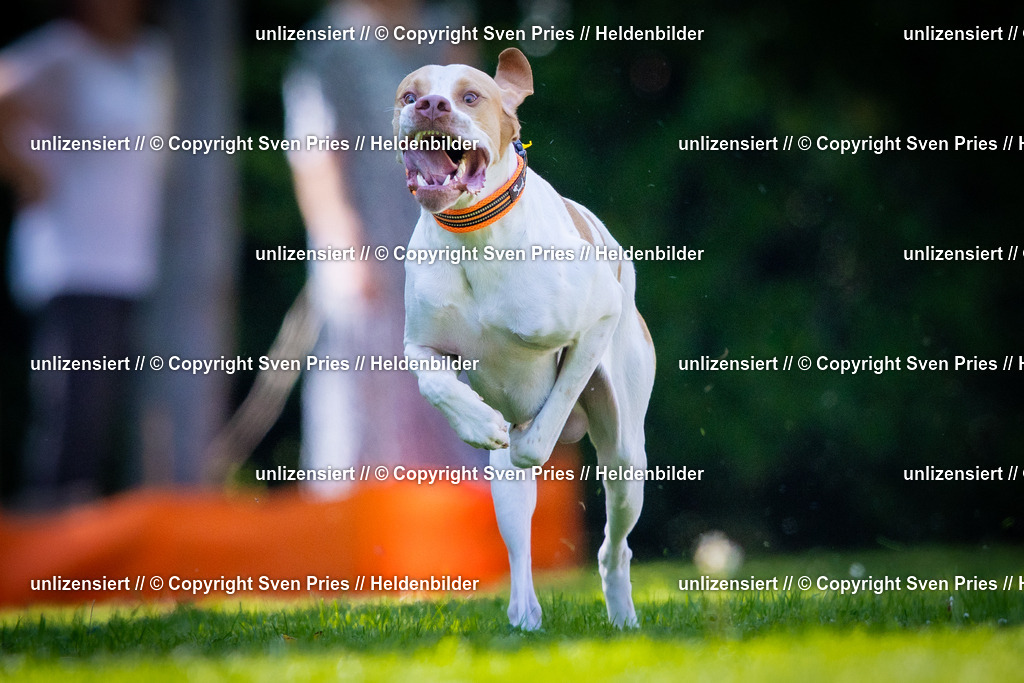 Sven Pries | 2025-08-10 - Hunderennen Durlach - Realisiert mit Pictrs.com