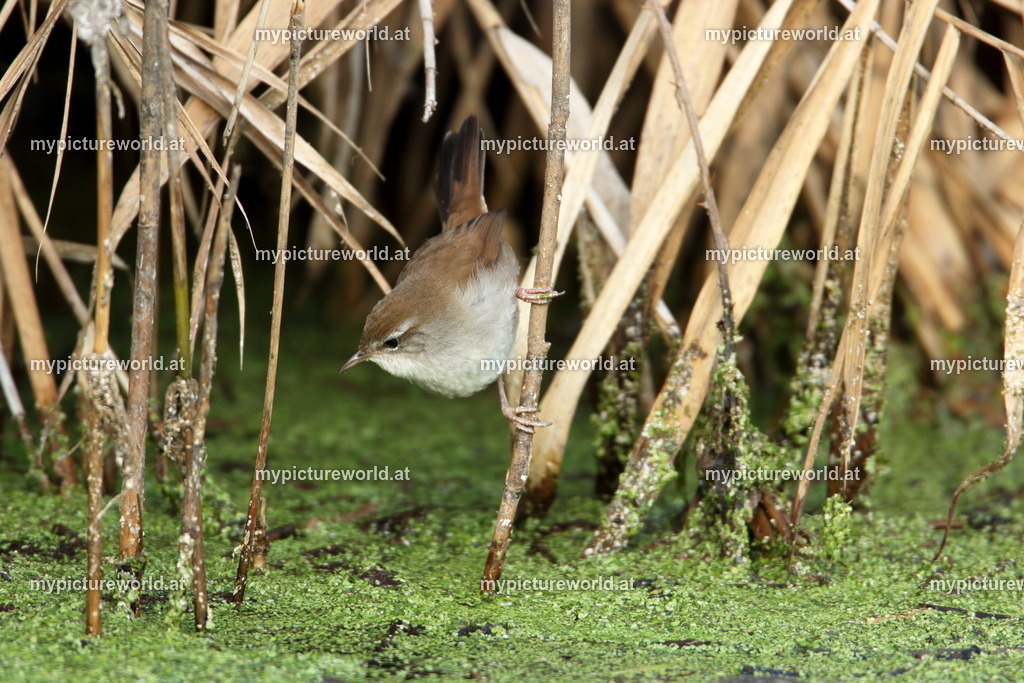 Seidensänger-007 | Das Bilderarchiv über Tiere, Planzen und Landschaften. In der Bilddatenbank finden Sie ein große Auswahl an hochwertigen Bilder für Ihre Werbung - Realized with Pictrs.com