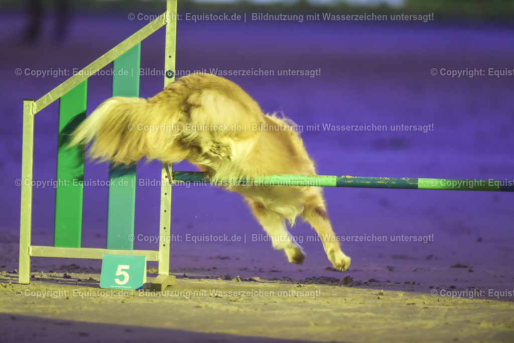 20231115_Dog-Agility_0062_TOMsPiC | Foto: Thomas Hartig