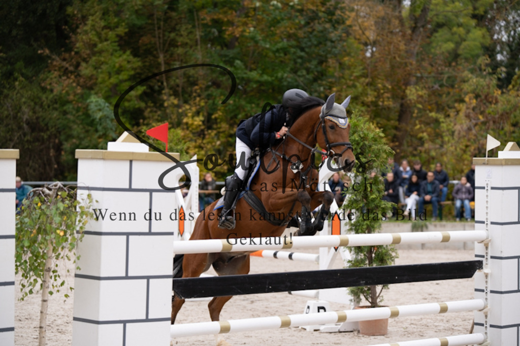 A7V00818 | Pferdefotograf