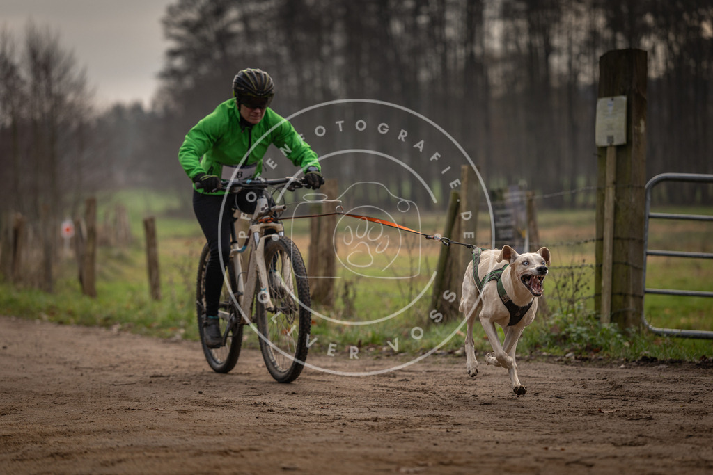 Pfotenfotografie_DV3A1667 | Hundefotografie, Tierfotograf, Pfotenfotografie, Fotoshooting Hund, Hunde Portrait, Hundesport, Hundeportraits, Heideshooting, Hunde, Sportfotograf, Hundefotograf, Turnierhundsport, THS,  - Realisiert mit Pictrs.com