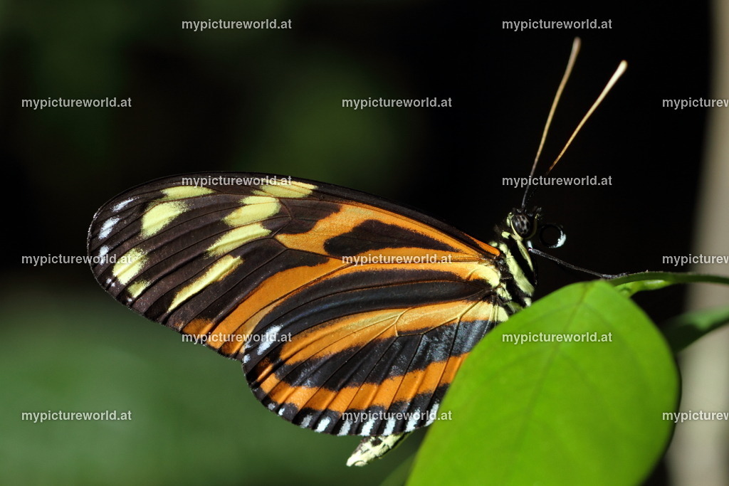 Eueides isabella-002 | Das Bilderarchiv über Tiere, Planzen und Landschaften. In der Bilddatenbank finden Sie ein große Auswahl an hochwertigen Bilder für Ihre Werbung - Realisiert mit Pictrs.com