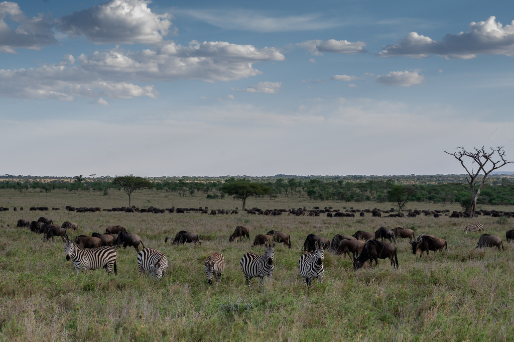 Serengeti Nationalpark - 28. September 2022 | Zebras und Gnus im Serengeti Nationalpark.
Bild: Sportfotografie Markus Aeschimann | www.markus-aeschimann.ch - Realisiert mit Pictrs.com