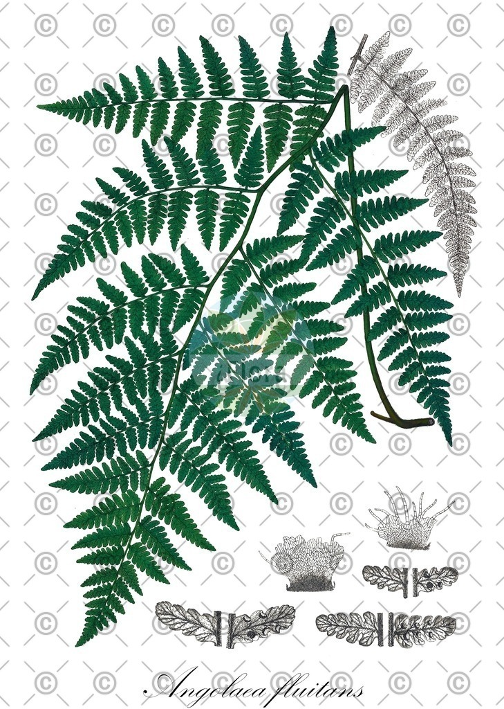 HistAbb_wfo-0000536542_322_ENZY_Simple | Historische Abbildung von Angolaea fluitans - Podostemaceae | Historical Illustration of Angolaea fluitans - Podostemaceae
