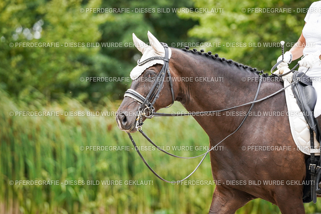 DSC06450 | Pferdegrafie