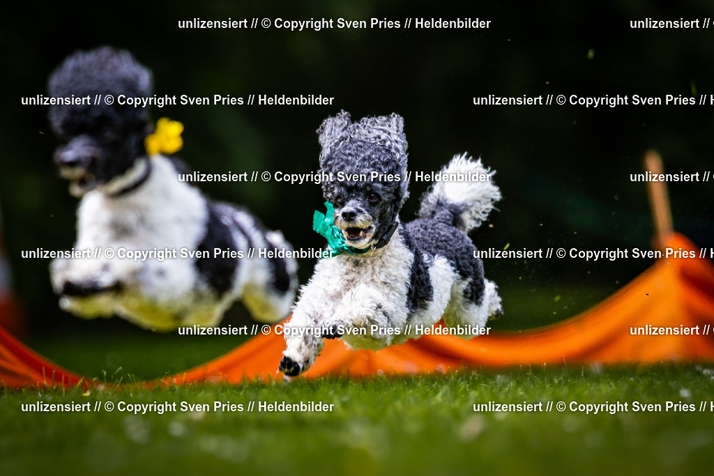 Sven Pries | 2026-05-14 - Hunderennen KA Durlach Vatertag 2026 - Realisiert mit Pictrs.com