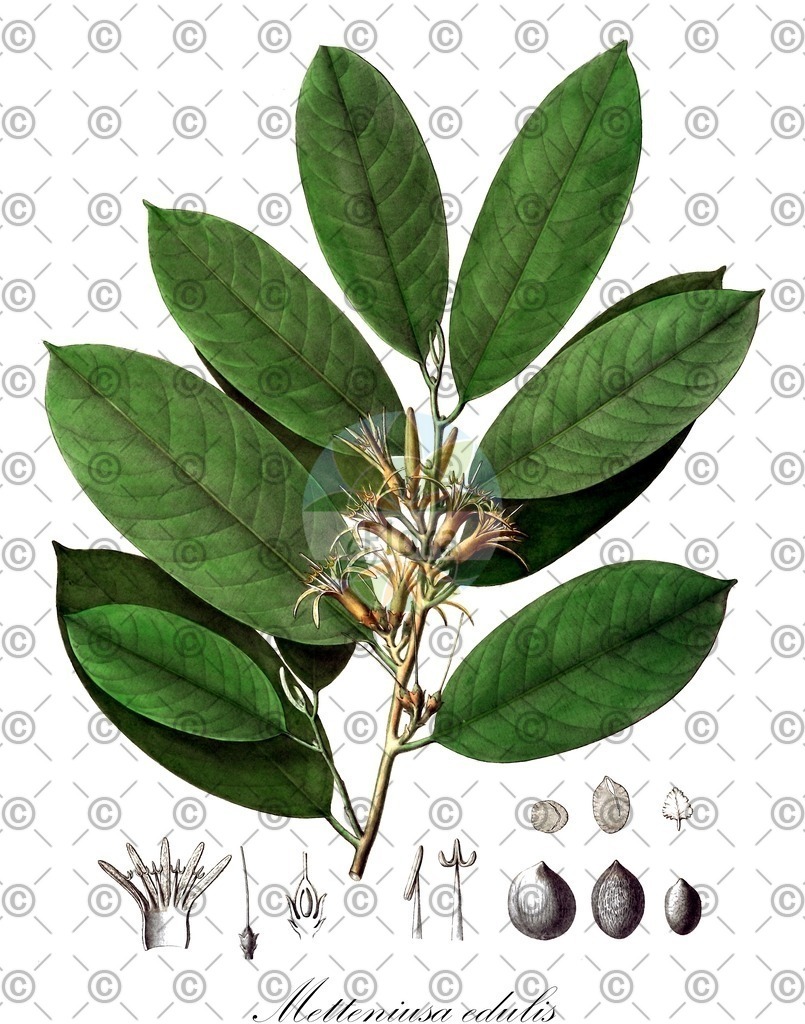 HistAbb_wfo-0001023608_2_ENZY_Simple | Historische Abbildung von Metteniusa edulis - Metteniusaceae | Historical Illustration of Metteniusa edulis - Metteniusaceae