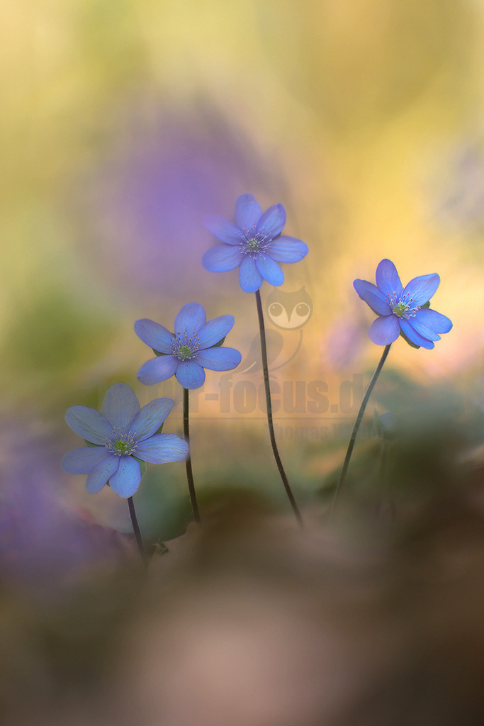 R6NF5560_20260318 | Eine Nahaufnahme zeigt vier zarte, blau-violette Leberblümchen (Hepatica nobilis) mit leuchtend gelben Staubgefäßen, die auf dünnen Stielen aus dem unscharfen Vordergrund emporragen. Der Hintergrund ist weich gezeichnet und zeigt eine Mischung aus warmen Gelb-, Braun- und sanften Violetttönen, was eine verträumte Atmosphäre schafft. - Realisiert mit Pictrs.com