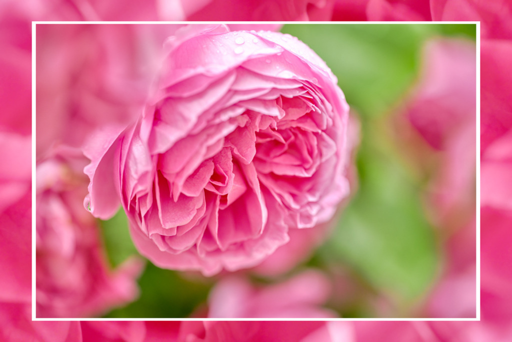 Rosa Duftrose | Vom Regen frisch benetzt, so erscheint diese hellrosafarbene Rose wie en fruchtig duftender Zauber. Der Rahmen spiegelt harmonisch die Blütenblätter wider. — Auflösung des Originals: 9600 x 6400 px. - Realisiert mit Pictrs.com