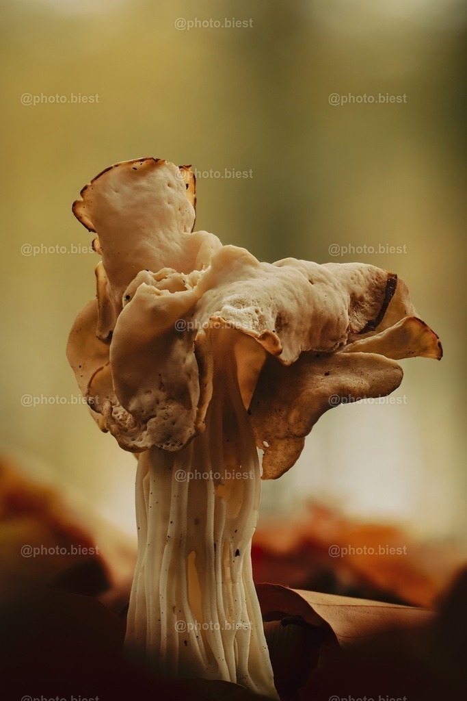 Kartoffelchipspilz | Eine Herbstlorchel im Wald. - Realisiert mit Pictrs.com