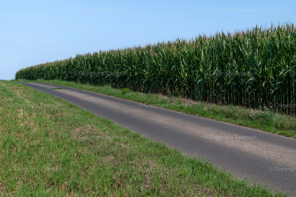 CAR_Agri_Corn10 | Camera height 1,60m - light 5/55° - Realisiert mit Pictrs.com