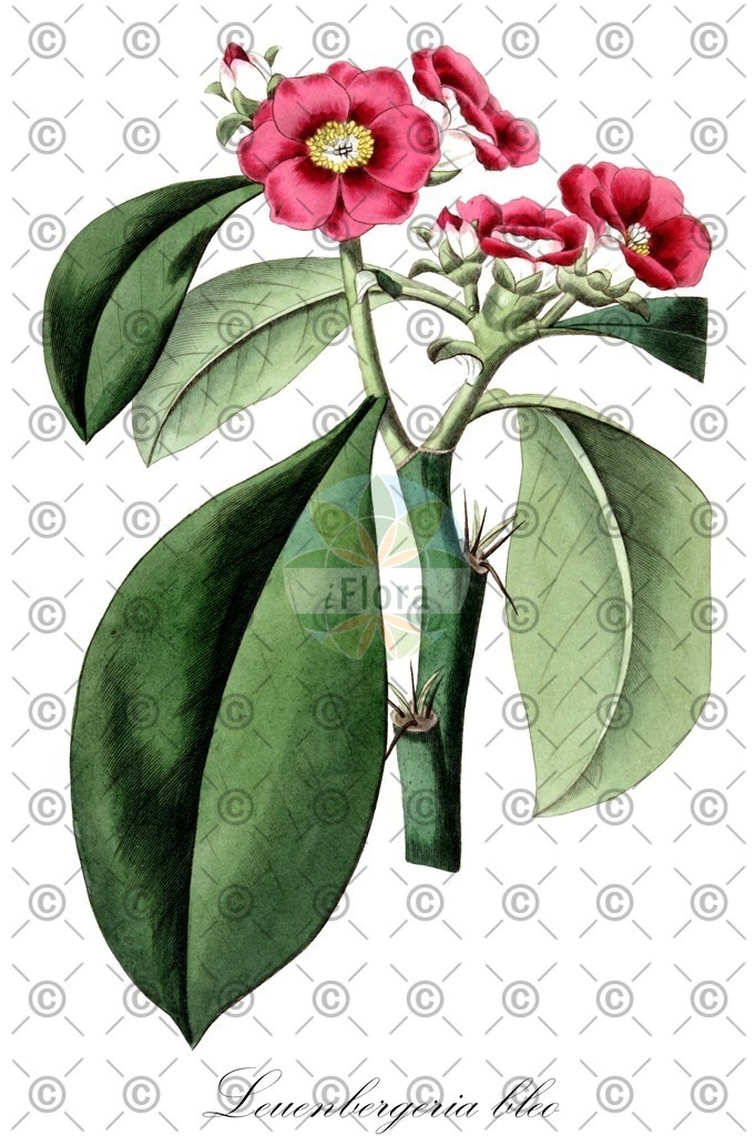 HistAbb_EMP_7522897_1_FloraD_Simple | Historische Abbildung von Leuenbergeria bleo - Cactaceae | Historical Illustration of Leuenbergeria bleo - Cactaceae