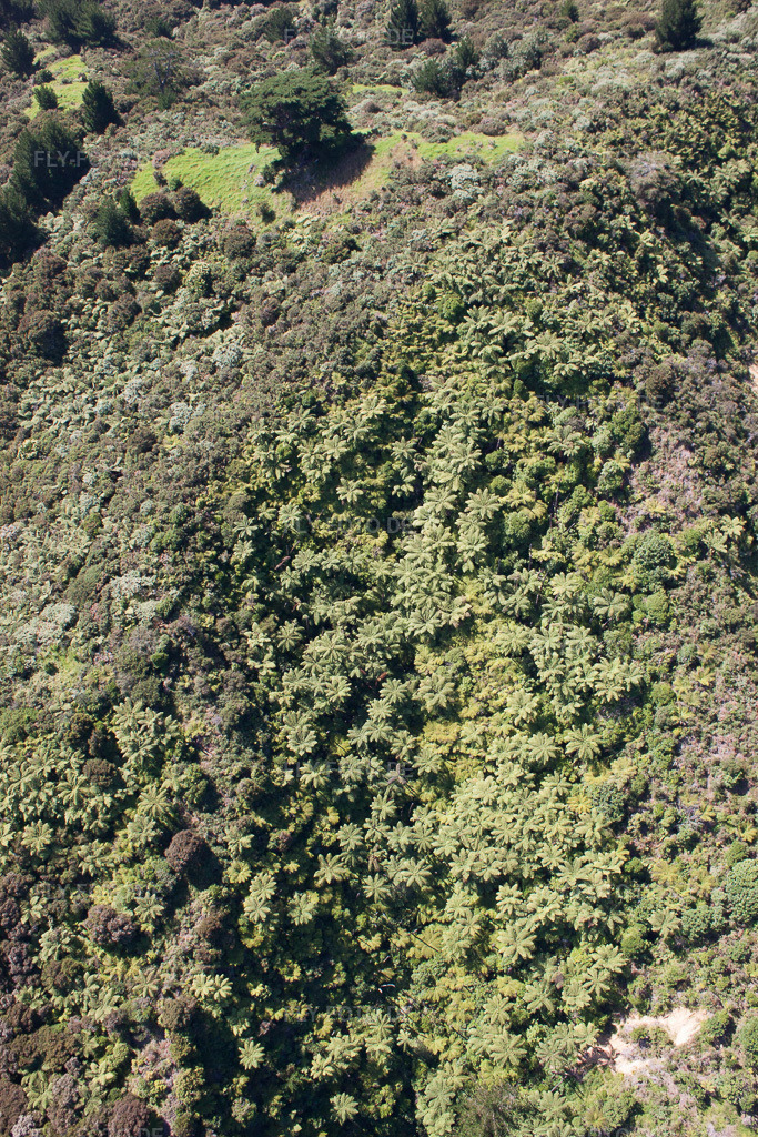 Luftbild: Ortsansicht in Coromandel im Bundesland Waikato in Neuseeland. Foto: IMG_55783.jpg vom 12.01.2013 durch Werner Riehm/FLY-FOTO.de