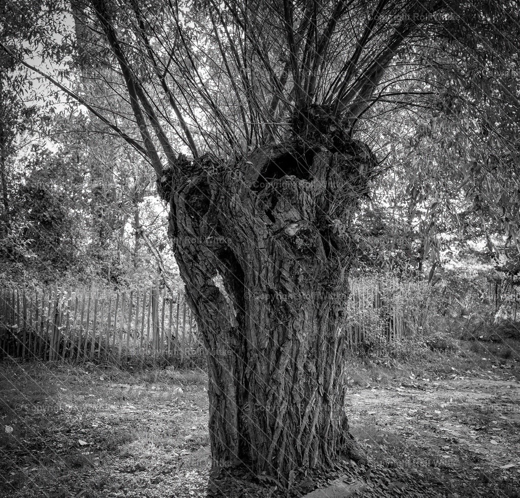 alter baumstamm | Rolf Wittke  - Realisiert mit Pictrs.com