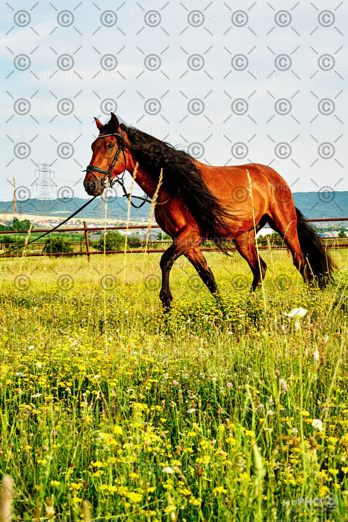 280_202406_Niki-Herodes_NZ9_0190 | proPHOTO - Realisiert mit Pictrs.com