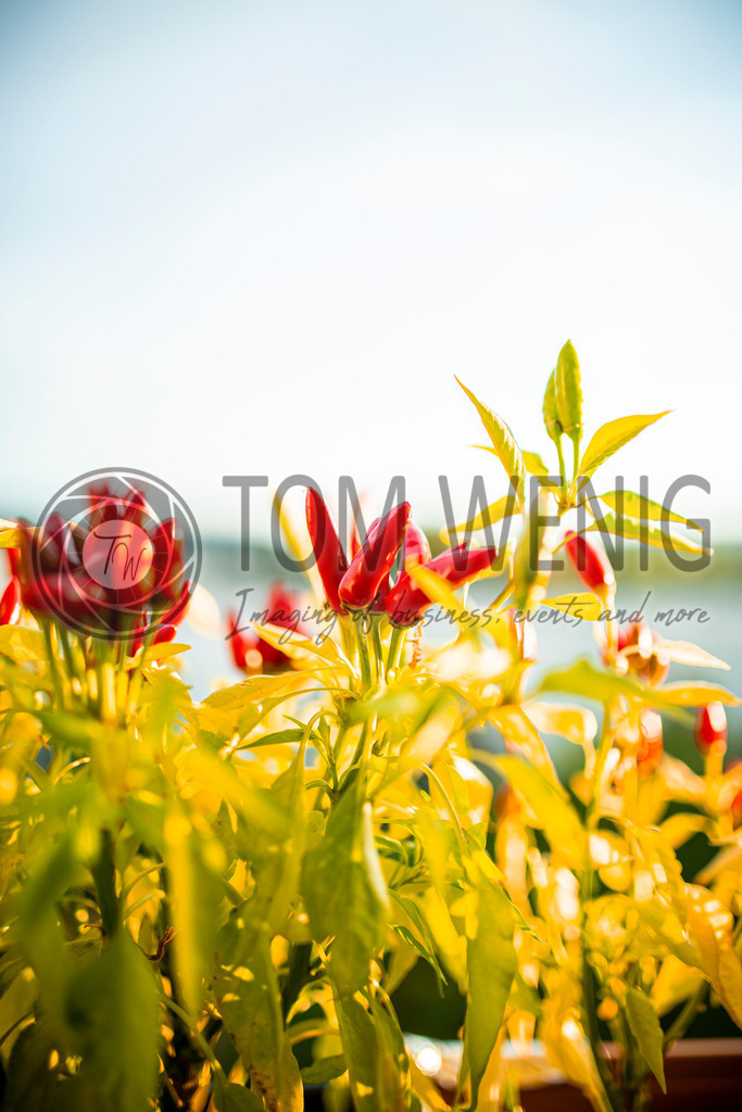 IMG_5086 | Hier findet ihr eure Fotografien und verschiedenste Motive zum Bestellen. - Realisiert mit Pictrs.com