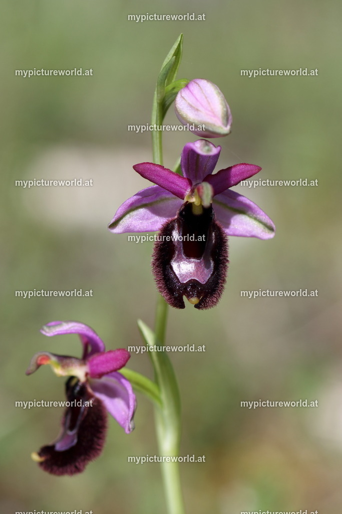 Bertolonis-Ragwurz-096 | Das Bilderarchiv über Tiere, Planzen und Landschaften. In der Bilddatenbank finden Sie ein große Auswahl an hochwertigen Bilder für Ihre Werbung - Realisiert mit Pictrs.com