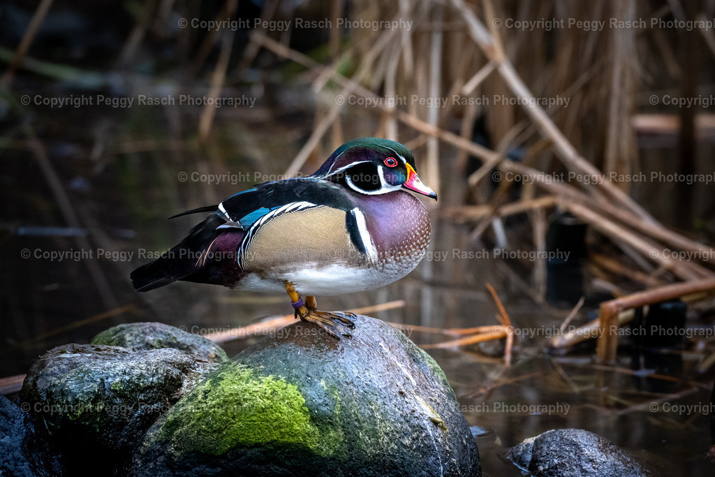 Vogelpark Niendorf (3) | PeggyRaschPhotography - Realisiert mit Pictrs.com